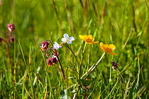 Water avens (Geum rivale) Cuckoo flower (Cardamine pratensis) and Marsh marigold (Caltha palustris) flowering in water meadow, Ringwood, Hampshire, UK April