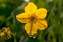 Marsh marigold (Caltha palustris) close up of flower, water meadows in Ringwood, Hampshire, UK May