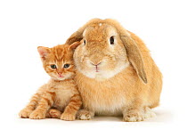 British Shorthair kitten with sandy Lop rabbit.
