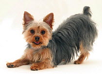 Yorkshire terrier in play bow.