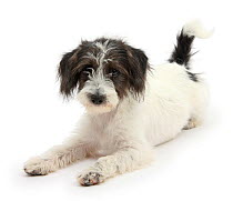 Black-and-white Jack-a-poo, Jack Russell cross Poodle pup, age 4 months, sitting.