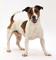 Jack Russell terrier dog.