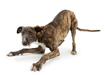 Brindle Lurcher dog, Kite, in play-bow.