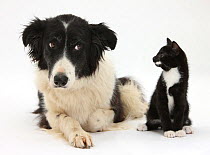 Black and white Border collie looking sideways at black and white kitten.