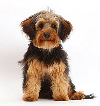Yorkipoo dog, Yorkshire terrier cross Poodle,  Oscar, age 6 months.