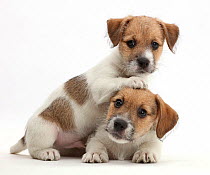 Jack Russell x Bichon puppies.