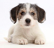 Jack Russell x Bichon puppy.