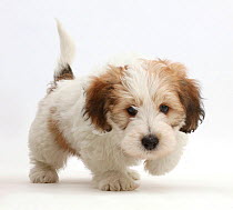 Jack Russell x Bichon puppy walking