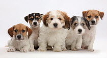 RF- Five Jack Russell x Bichon puppies sitting in a row. (This image may be licensed either as rights managed or royalty free.)
