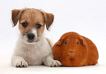Jack Russell x Bichon puppy and fat red Guinea pig.