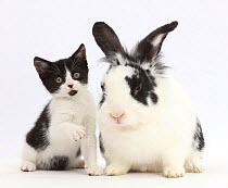 Black-and-white kitten, Loona, age 11 weeks, with black-and-white rabbit, Bandit.