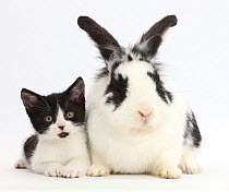 Black-and-white kitten, Loona, age 11 weeks, with black-and-white rabbit, Bandit.