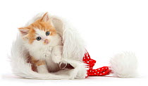 Ginger and white kitten in a Father Christmas hat.