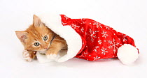 Ginger kitten age 8 weeks, in Father Christmas hat.