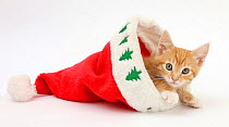 Ginger kitten, age 8 weeks, in Father Christmas hat.