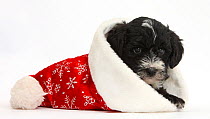 Black and white Yorkipoo, Yorkshire Terrier cross Poodle pup, age 7 weeks, in a Father Christmas hats.