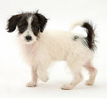 Black and white Jack-a-poo, Jack Russell cross Poodle pup, age 8 weeks.
