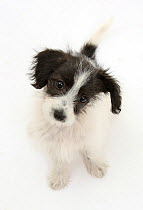 Black and white Jack-a-poo dog, Jack Russell cross Poodle pup, 8 weeks old, sitting.