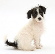 Black and white Jack-a-poo dog, jack Russell cross Poodle pup, 8 weeks old, sitting.