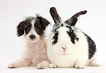 Black-and-white Jack-a-poo, Jack Russell cross Poodle puppy age 8 weeks, with black and white rabbit.