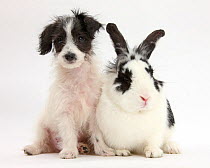 Black-and-white Jack-a-poo, Jack Russell cross Poodle puppy age 8 weeks, with fluffy black and white rabbit.