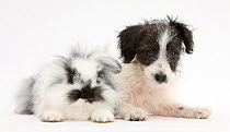 Black-and-white Jack-a-poo, Jack Russell cross Poodle puppy age 8 weeks, with fluffy black and white rabbit.