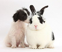 Black-and-white Jack-a-poo, Jack Russell cross Poodle dog pup, age 8 weeks, and black and white rabbit.