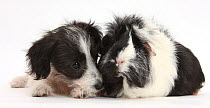 Black-and-white Jack-a-poo, Jack Russell cross Poodle dog pup, 8 weeks old, and black and white guinea pig.