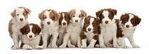 Group of chocolate and lilac border collie puppies.