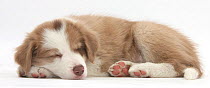 Lilac Border collie puppy, age 7 weeks, sleeping.