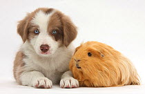 Lilac Border collie puppy and guinea pig.