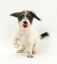 Black-and-white Jack-a-poo, Jack Russell cross Poodle puppy panting.