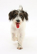 Black-and-white Jack-a-poo, Jack Russell cross Poodle puppy panting.
