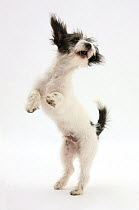 Black-and-white Jack-a-poo, Jack Russell cross Poodle puppy leaping up.