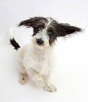 Black-and-white Jack-a-poo, Jack Russell cross Poodle puppy,