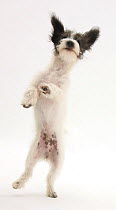 Black-and-white Jack-a-poo, Jack Russell cross Poodle puppy leaping up.