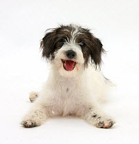 Black-and-white Jack-a-poo, Jack Russell cross Poodle puppy,
