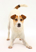 Jack Russell Terrier, Milo, age 5 years, in play-bow stance.