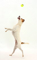 Jack Russell Terrier, Milo, age 5 years, leaping to catch a ball.