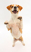 Jack Russell Terrier, Bobby, standing up on hind legs.