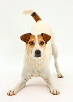 Jack Russell Terrier, Milo, age 5 years, in play-bow stance.