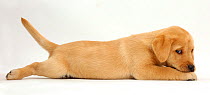 Yellow labrador retriever puppy age 8 weeks, lying stretched out with chin on paws.