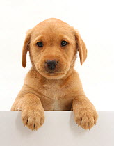 Yellow Labrador puppy, age 8 weeks, with paws up on white partition