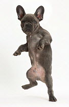 French bulldog jumping.