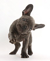 French bulldog with head on side and paw raised.