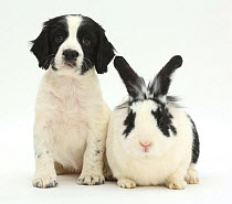 Black-and-white Springer spaniel puppy, age 6 weeks, and rabbit.