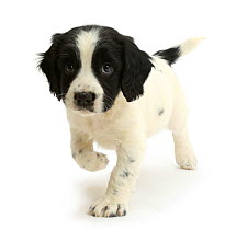 Black-and-white Springer Spaniel puppy, age 6 weeks.