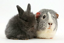 Young rabbit and guinea pig.