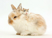 Young Rabbit with Roborovski hamster riding on back.