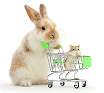 Young Rabbit with Roborovski hamster in shopping trolley.